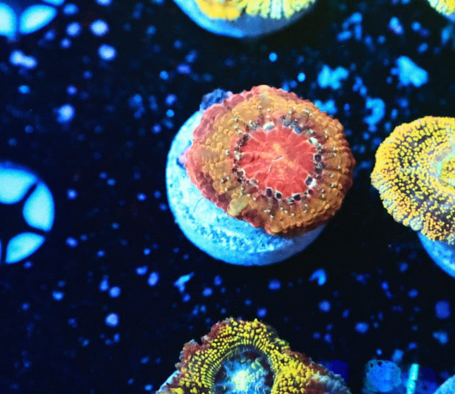 Rainbow Asian acan