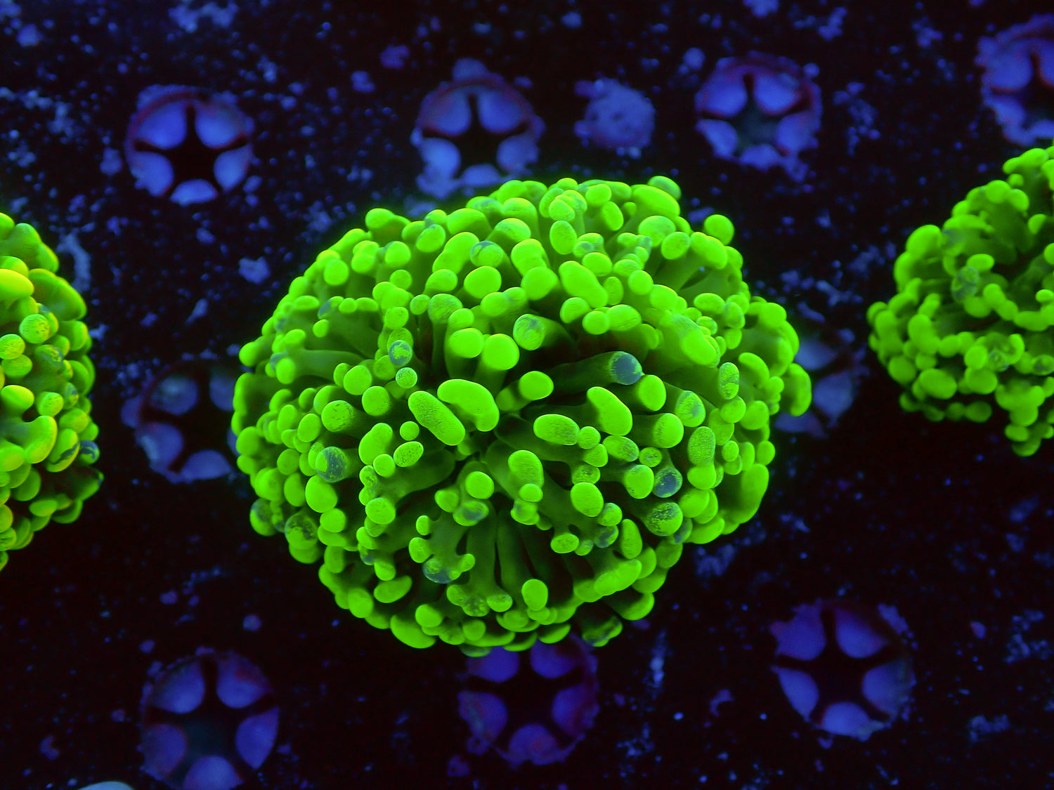 Graft frogspawn X hammer hybrid-Joker Corals
