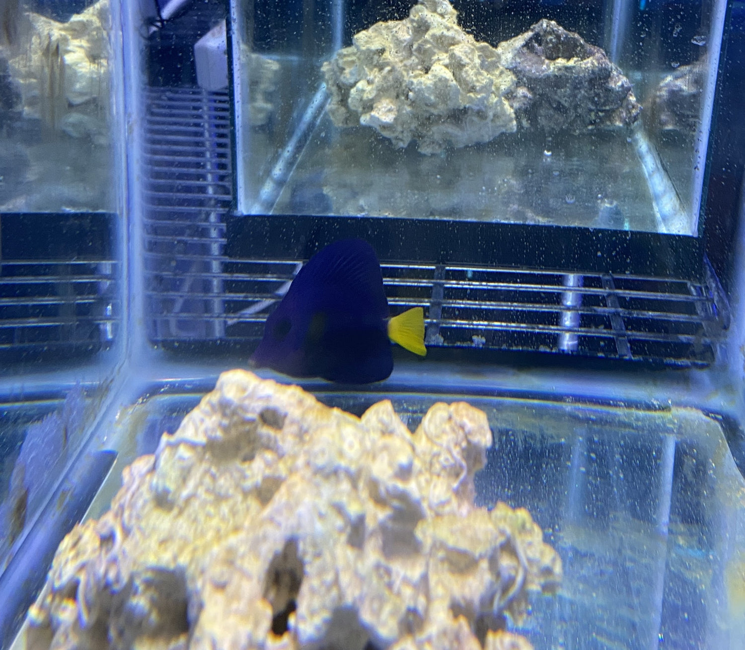 Purple Tang  M size 3+ inches