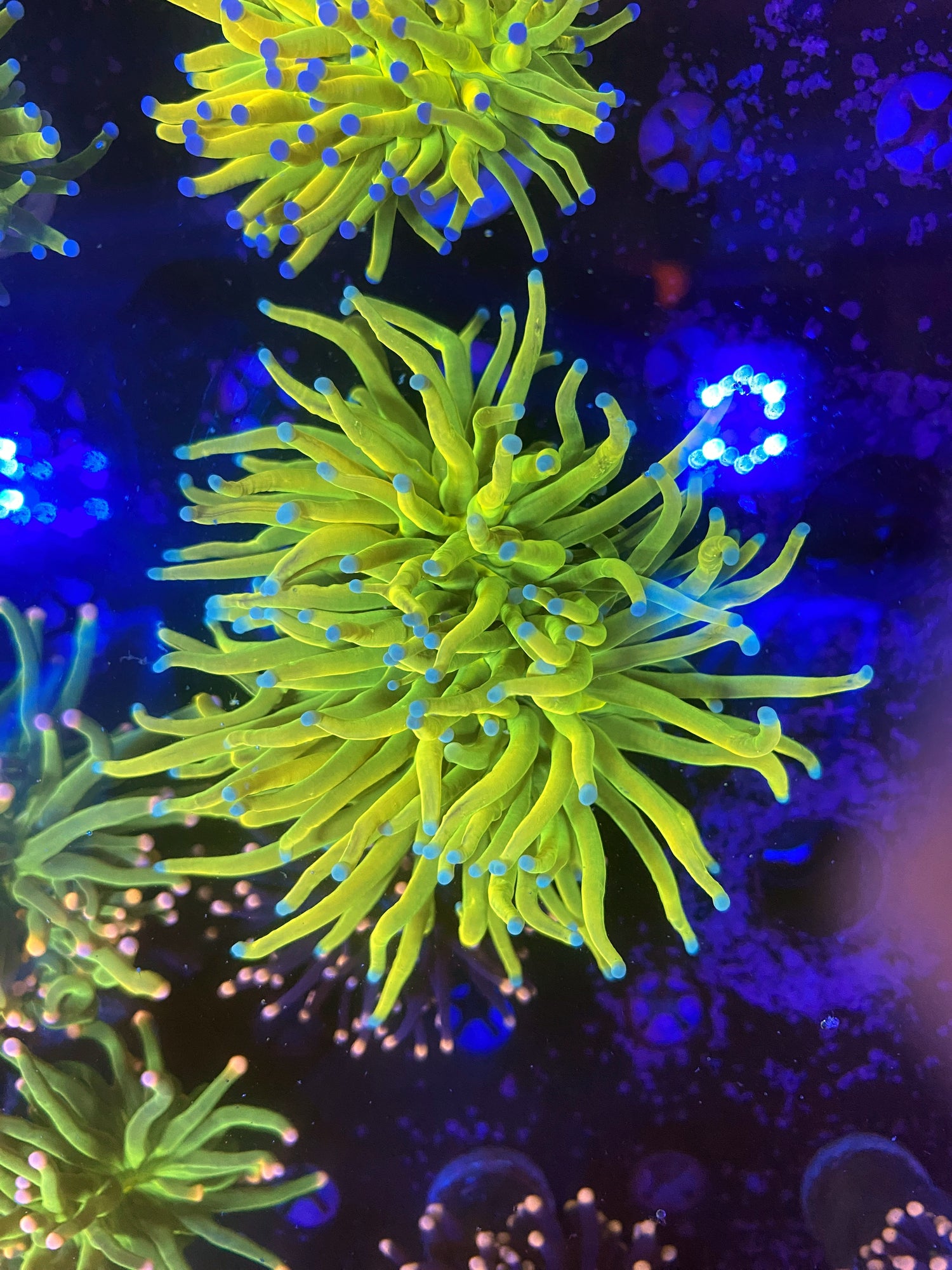 Holy Grail Torch Splitting Head