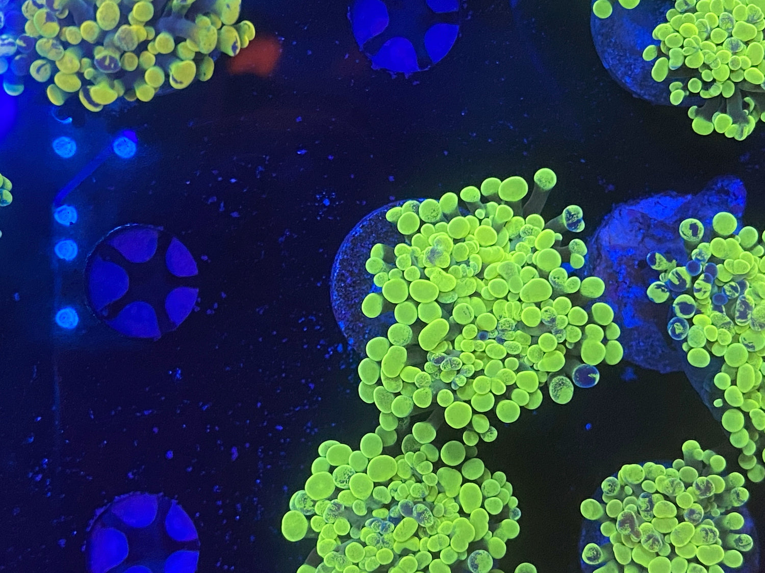 Neon splatter