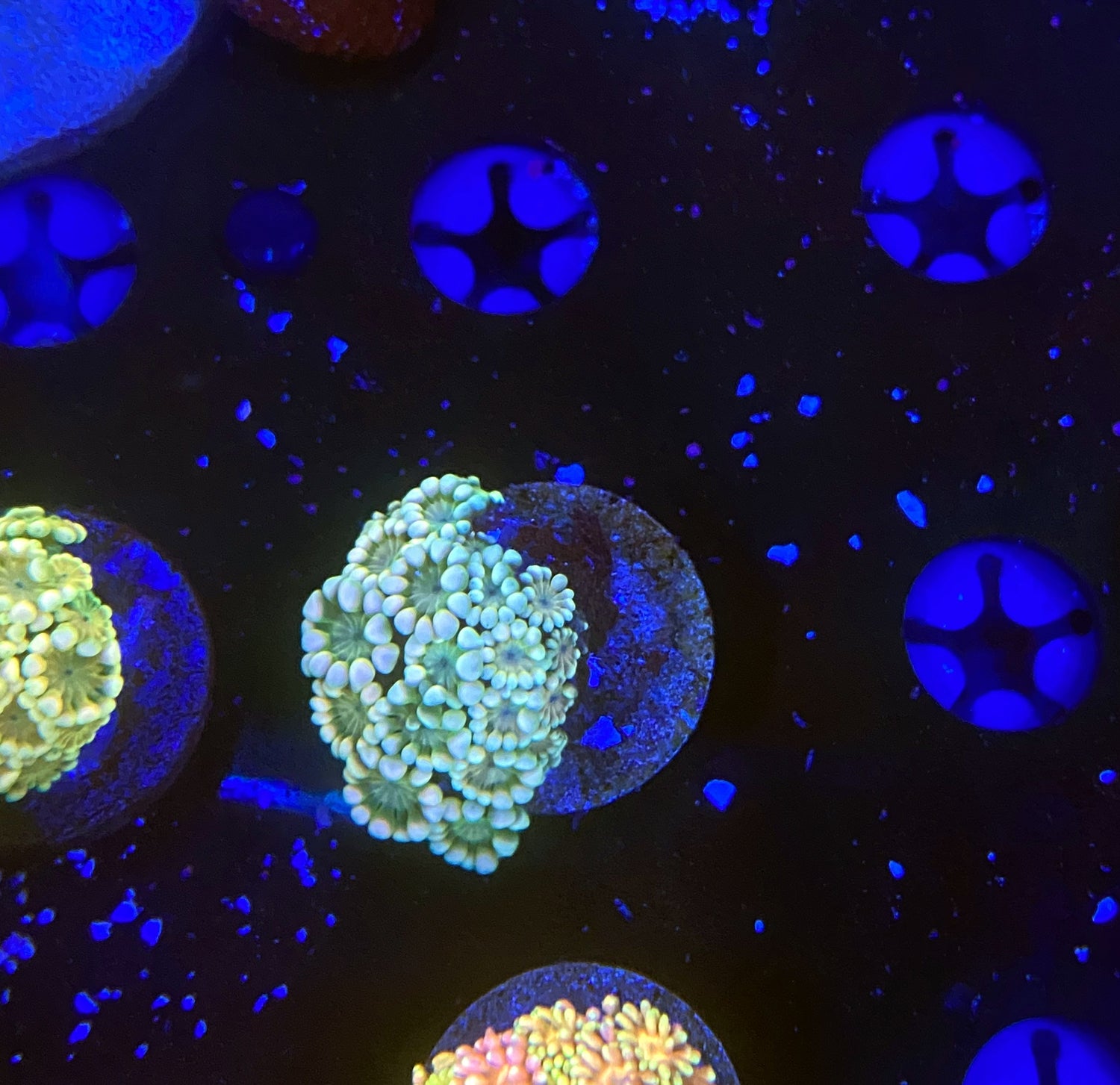 rainbow alveopora