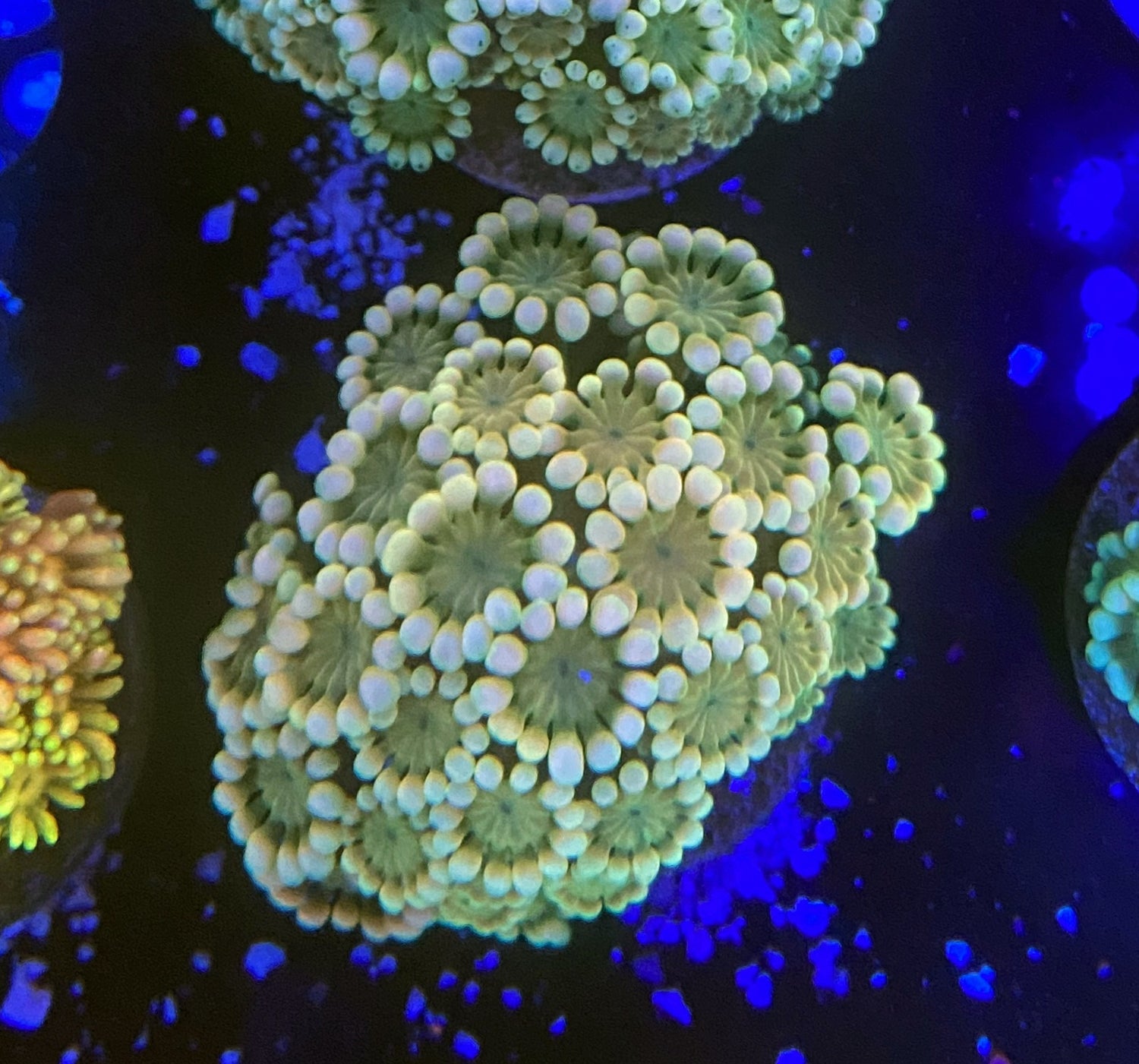 rainbow alveopora