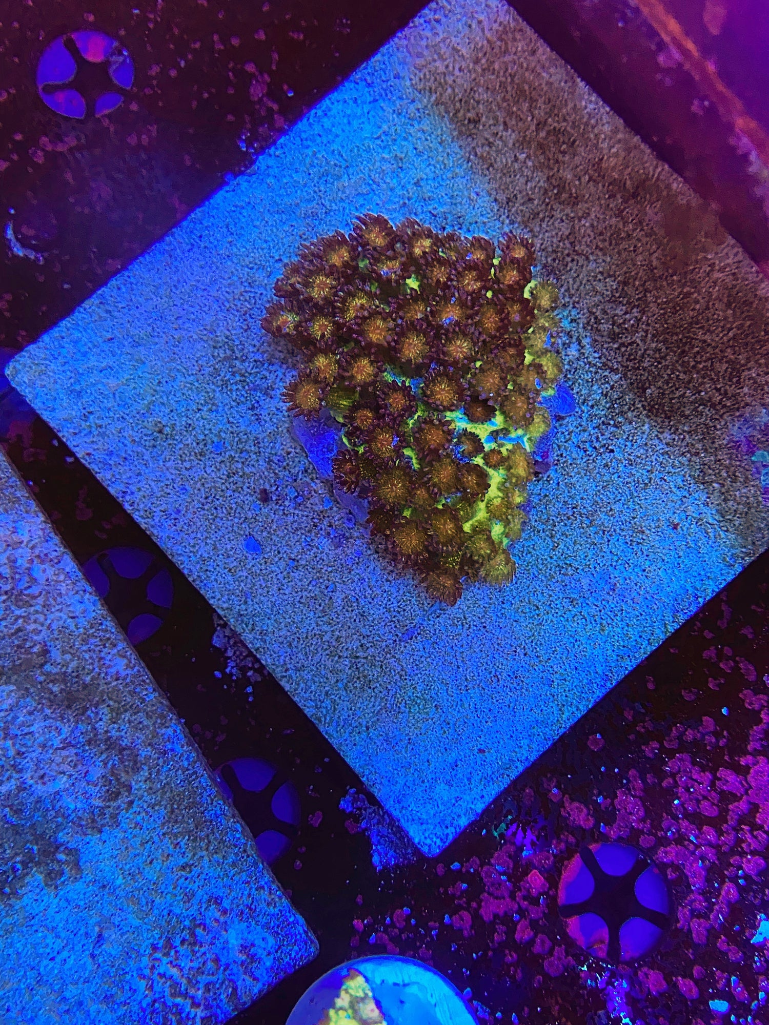 JCC Galaxy Glitter goni