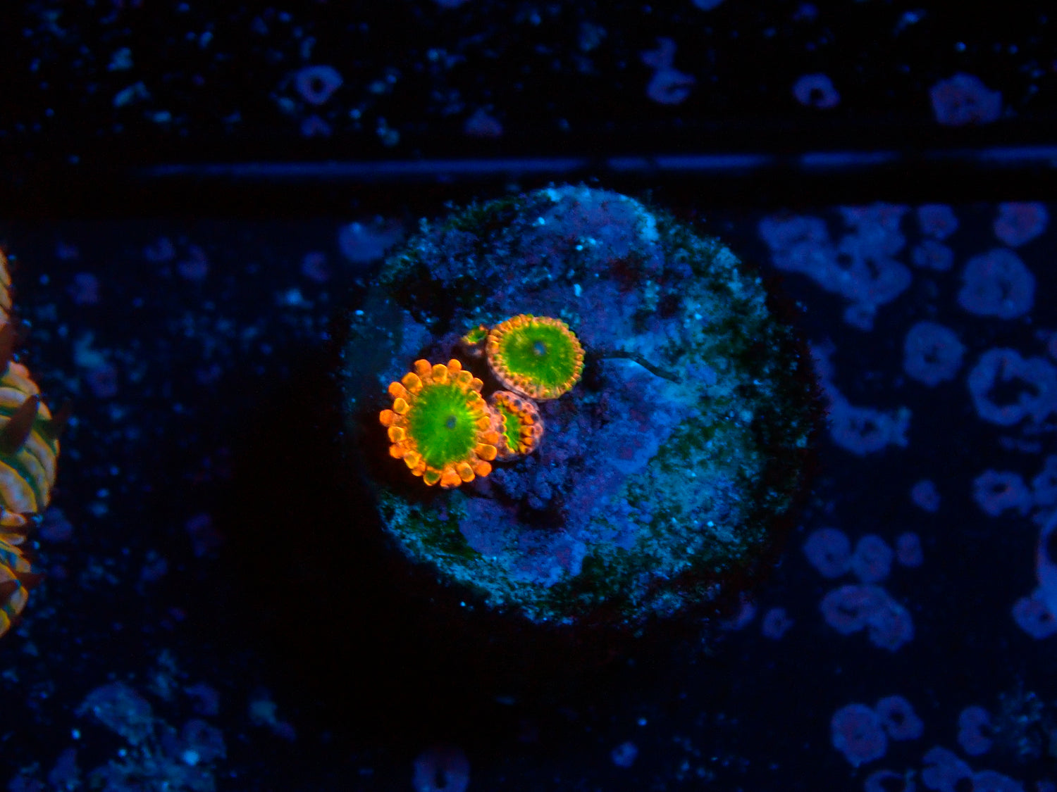 CB Oompa Loompa-Joker Corals