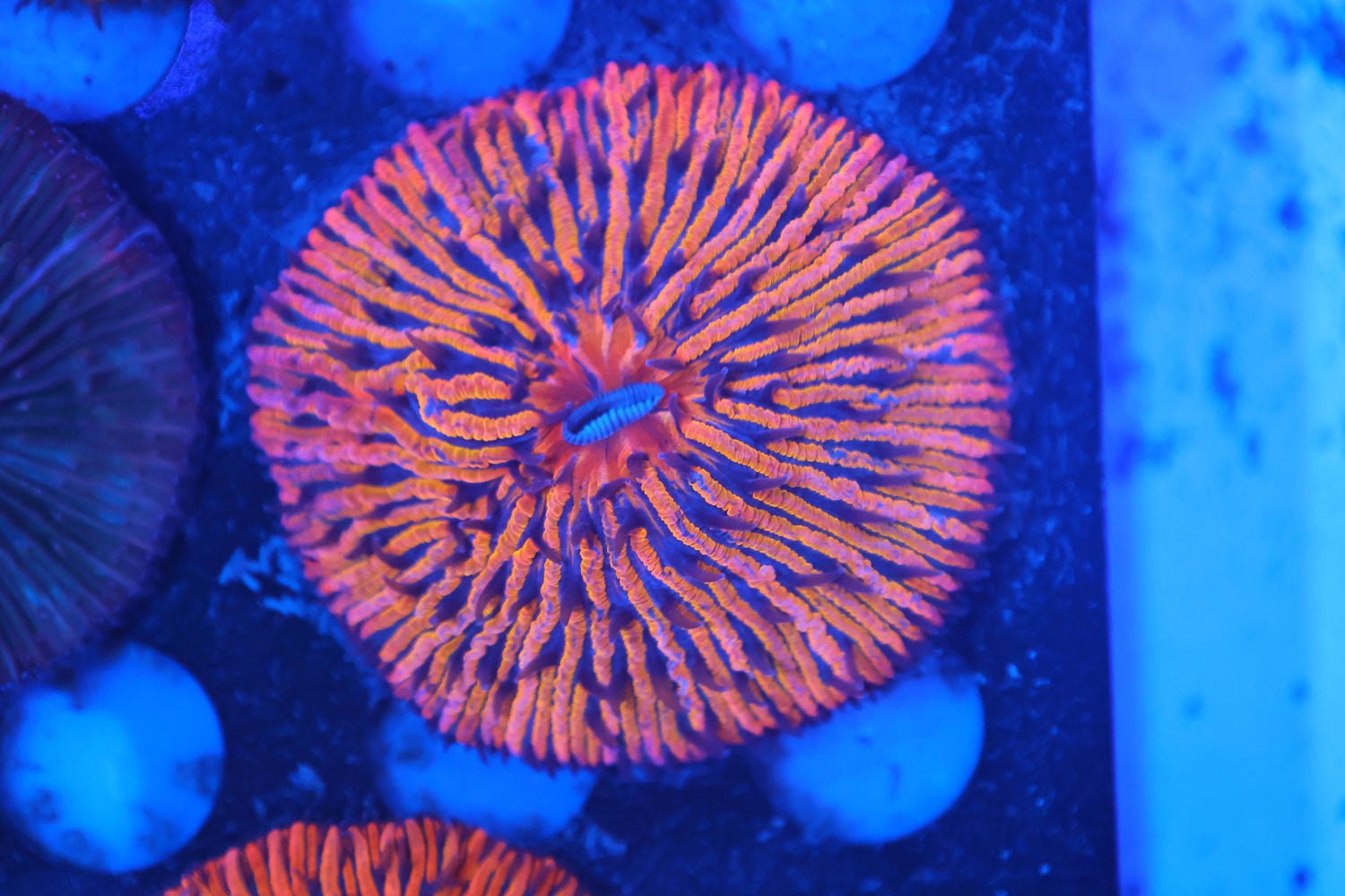 Plate coral