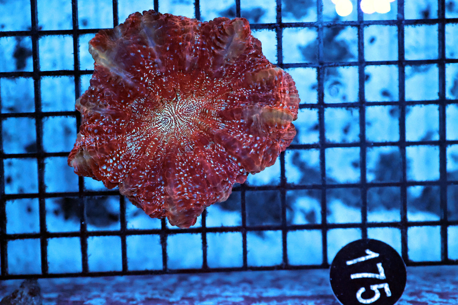 Ultra acantho coral