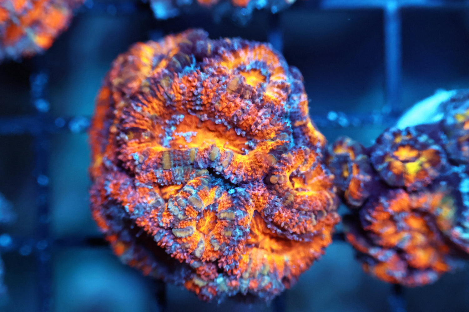 Aussie Acan frag