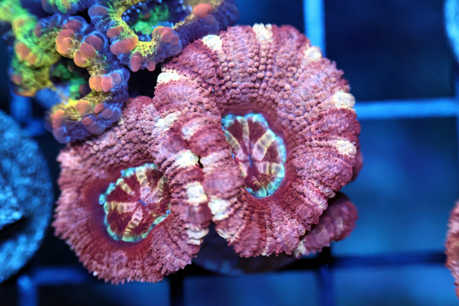 Ultra Asian Acan