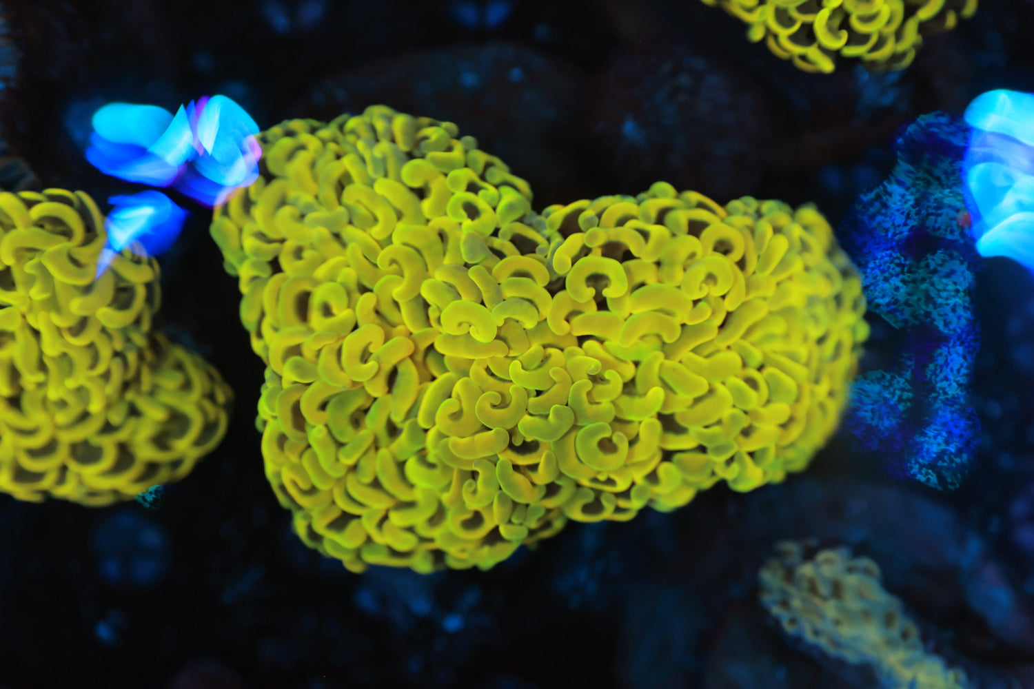 Rainbow wall hammer-Joker Corals