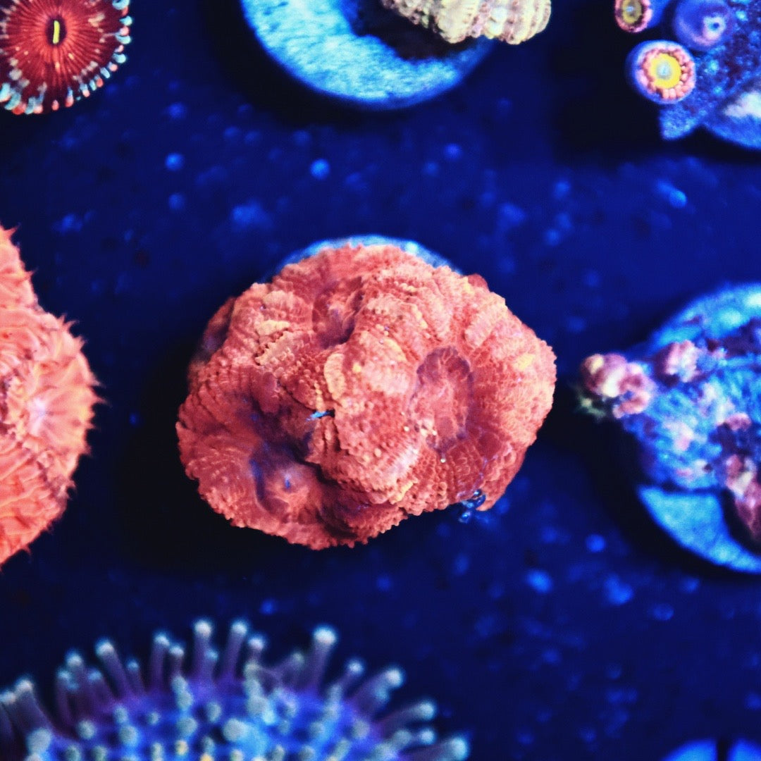Rainbow Asian acan