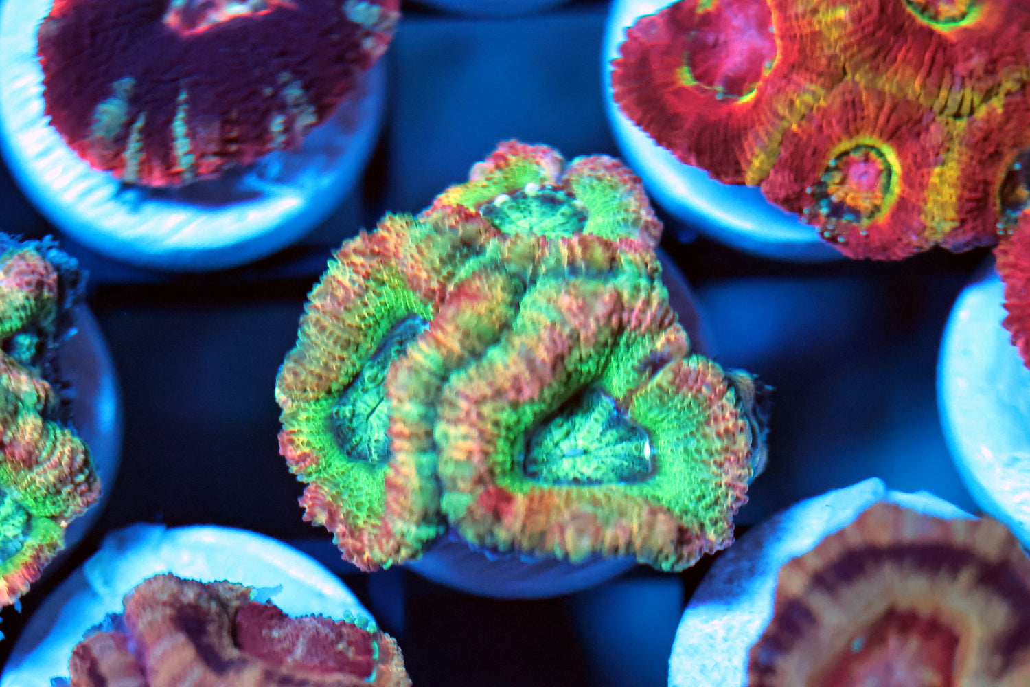 Ultra Asian acan