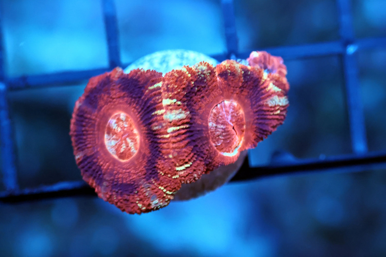 Ultra Asian acan