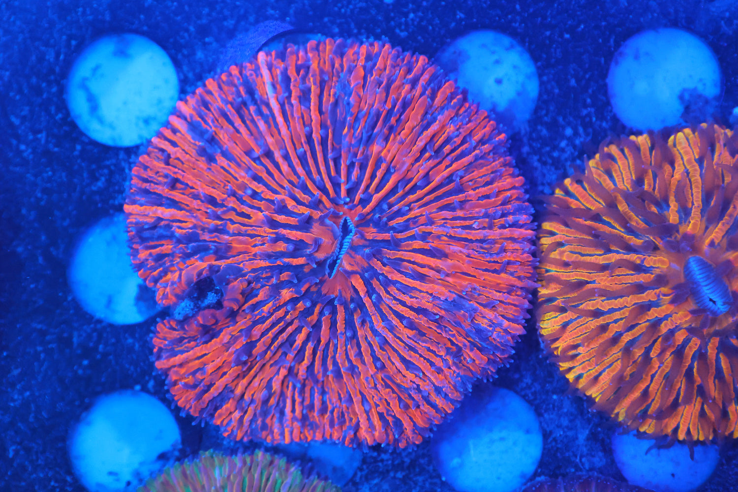 Plate coral