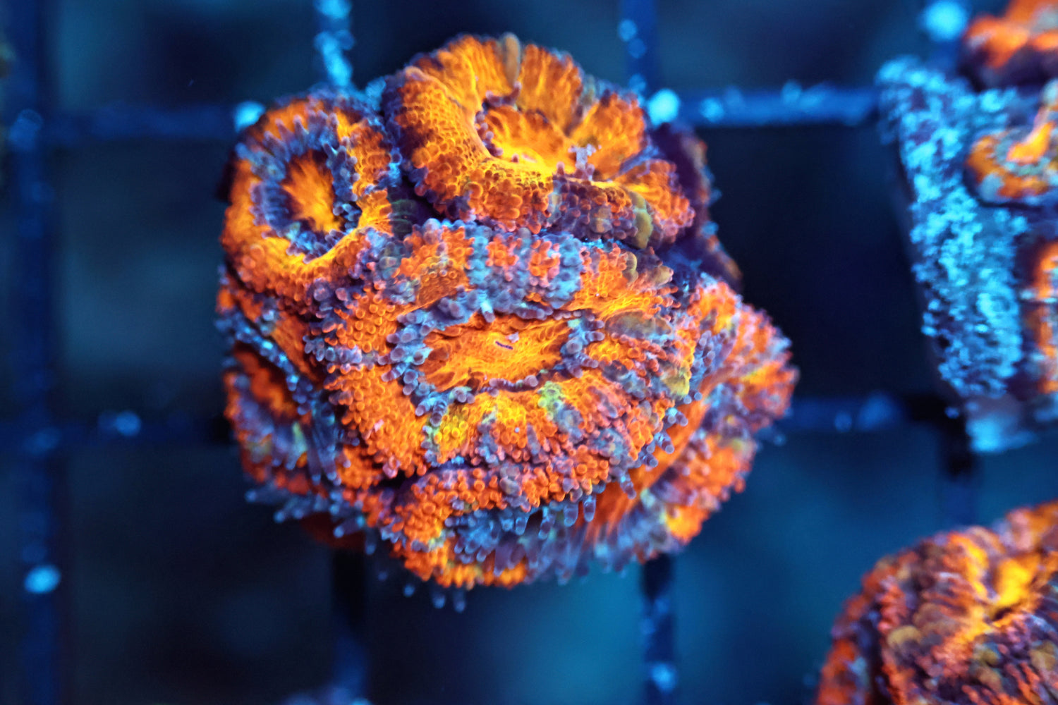 Aussie Acan frag