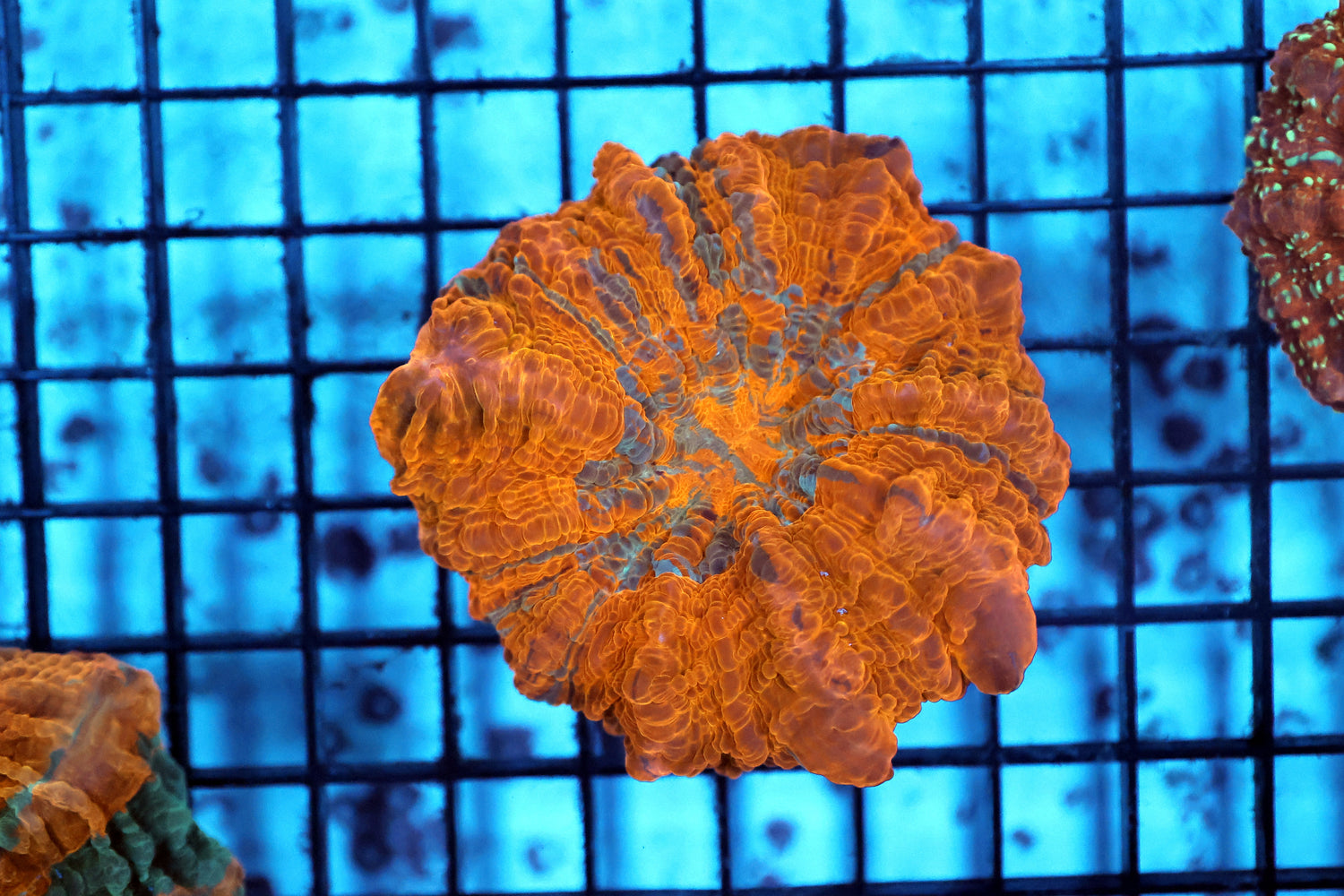 Ultra acantho coral