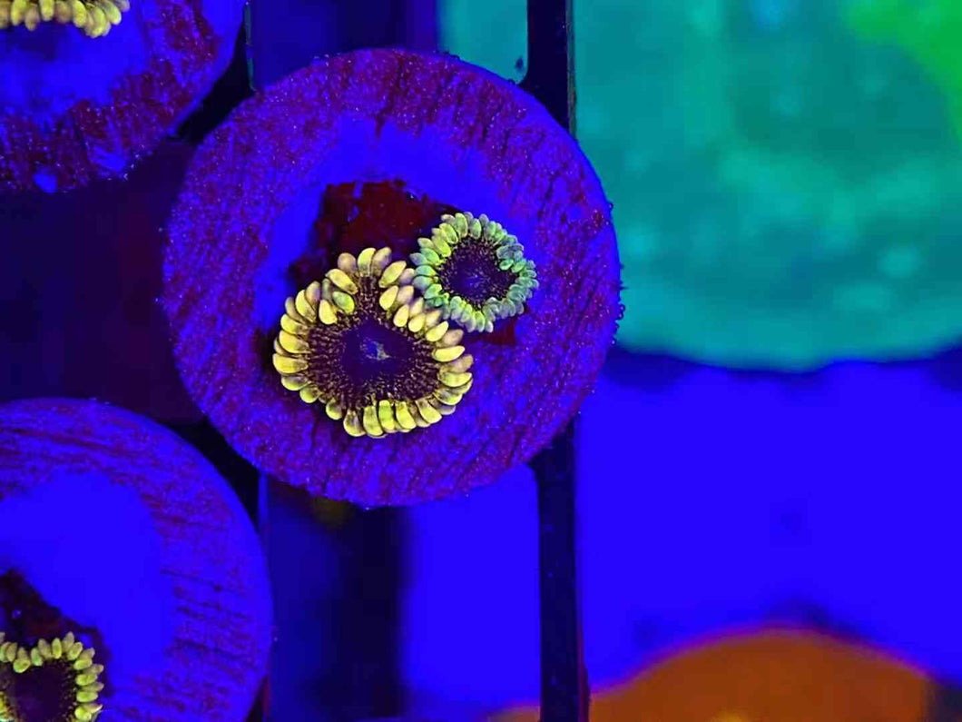 JCC Star Dust Zoa