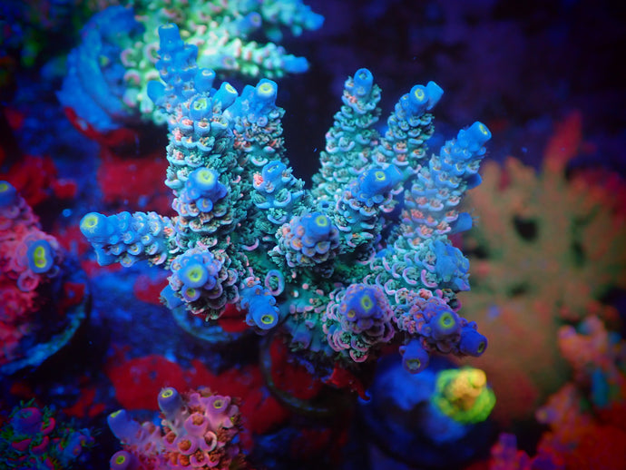 Vivid's Sonic Boom Acropora Coral