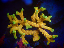Load image into Gallery viewer, RRC Goldenrod
