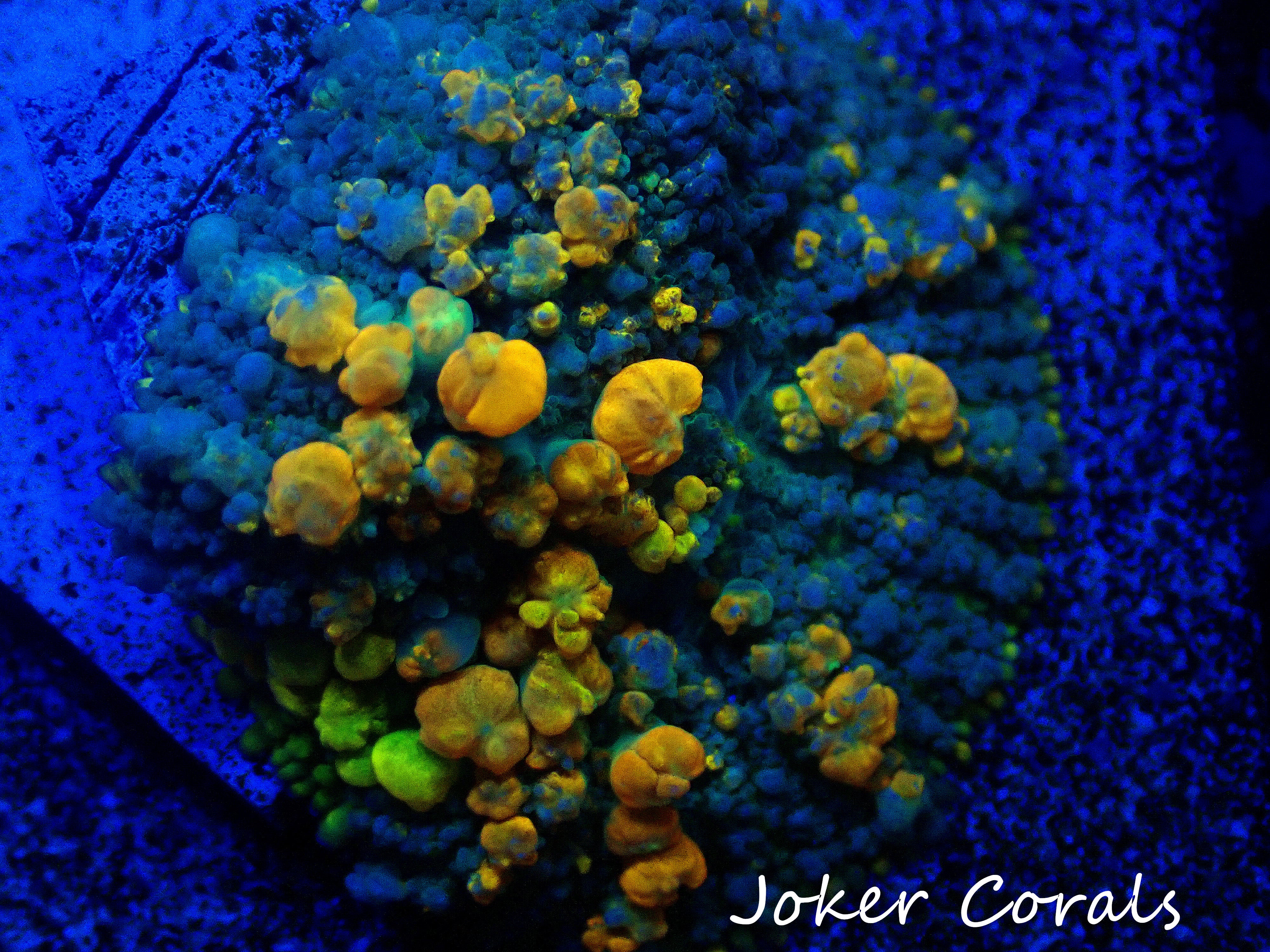 Mushrooms – Joker Corals