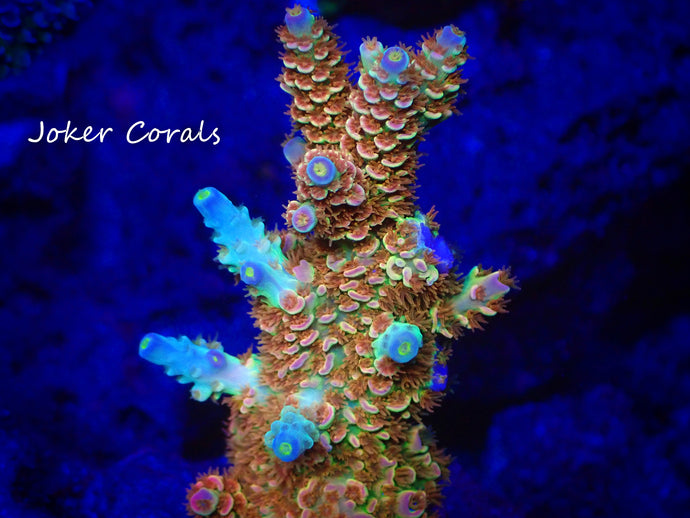 Acropora – Joker Corals